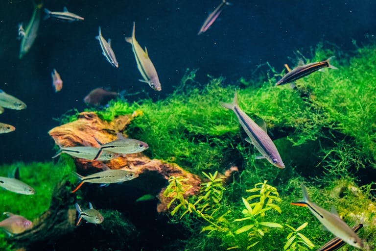 aquarium maintenance KL