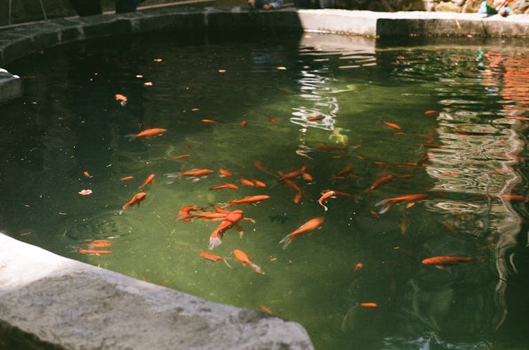 fish pond cleaning service