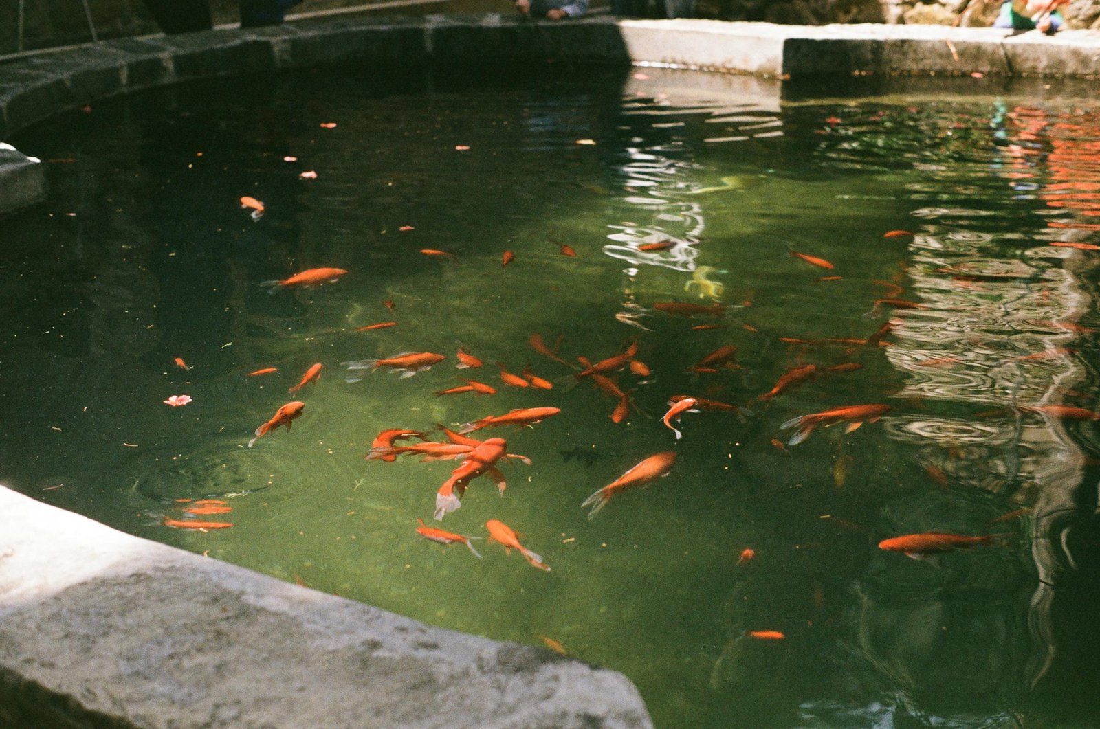 fish pond cleaning service